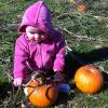 View the image: pumpkin